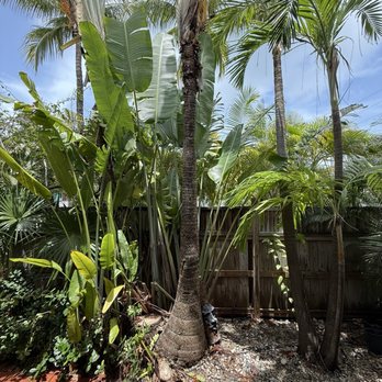Tree Legends - The image depicts a tropical garden with several tall palm trees and large, broad green leaves. The ground is covered with gravel and some brick paving is visible in the lower left corner. A wooden fence surrounds the garden, and the sky above is partly cloudy with patches of blue. The scene emphasizes dense foliage and lush greenery typical of a tropical or subtropical environment. - Tree Services Near Me