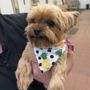 Photo of Well Groomed Pets
