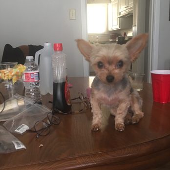 Lubbock Pet Grooming - Pet Groomers Near Me - Lubbock, Texas Lubbock Pet Grooming - Pet Groomers Near Me - Lubbock, Texas