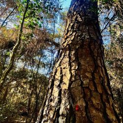 Kleb Woods Nature Preserve