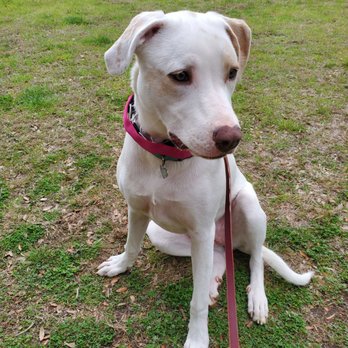 K9 Kenny - Sitting nicely at the park when given the "sit" command. - Pet Training Near Me - Austin, Texas K9 Kenny - Sitting nicely at the park when given the "sit" command. - Pet Training Near Me - Austin, Texas