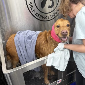 Quick Paw Wash - Golden - Pet Groomers Near Me - Herndon, Virginia