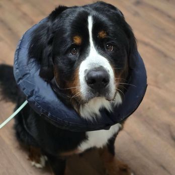 Ruff Pup Canine Academy - Griffey at training in a donut collar to deter him from scratching the hot spots on his neck - Pet Training Near Me - Winters, California Ruff Pup Canine Academy - Griffey at training in a donut collar to deter him from scratching the hot spots on his neck - Pet Training Near Me - Winters, California