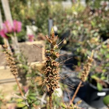 Lakewood Nursery - Nurseries & Gardening Near Me - Cypress, California Lakewood Nursery - Nurseries & Gardening Near Me - Cypress, California