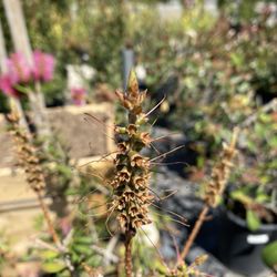 Lakewood Nursery