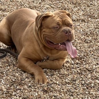 American Canine Training - Dogue de Bordeaux puppy. - Pet Training Near Me American Canine Training - Dogue de Bordeaux puppy. - Pet Training Near Me