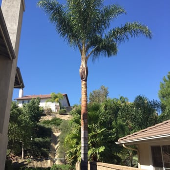 Millen Tree Services - Tree Services Near Me - Chino, California Millen Tree Services - Tree Services Near Me - Chino, California