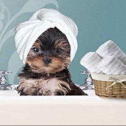 Precious Paws LLC - Precious Paws Bend Oregon