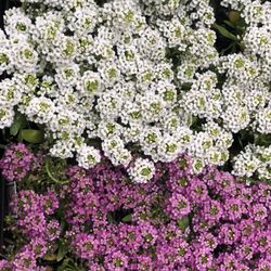 Babikow Wholesale Greenhouses