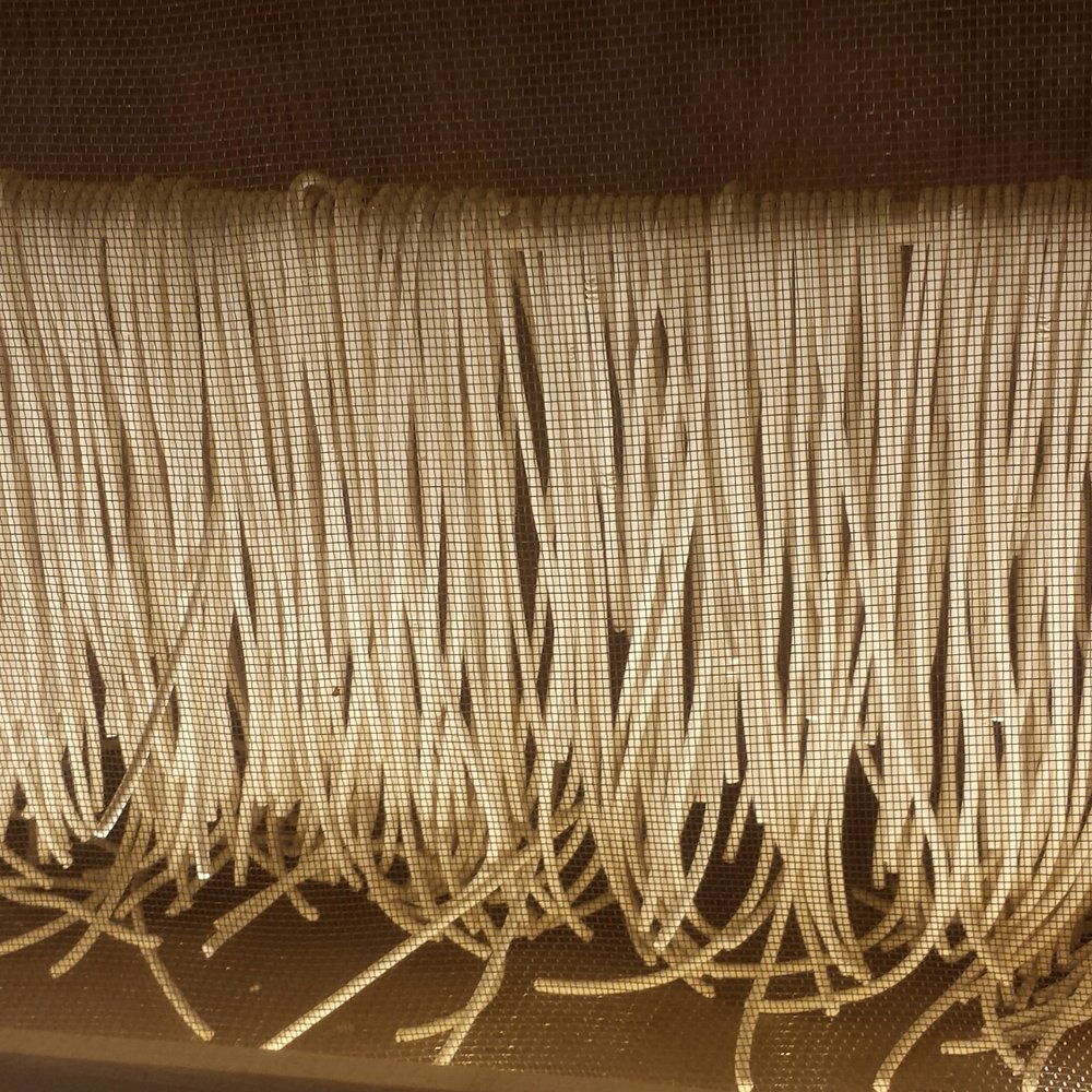 Bigoi - Fresh spaghetti - Italian Near Me - Venezia, VE Bigoi - Fresh spaghetti - Italian Near Me - Venezia, VE