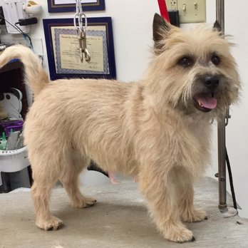 Canine Design - Cairn Terrier after handstripping - Pet Groomers Near Me - Canterbury, Connecticut Canine Design - Cairn Terrier after handstripping - Pet Groomers Near Me - Canterbury, Connecticut
