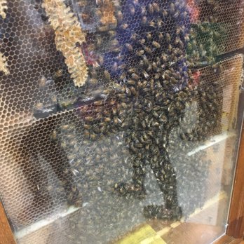 Kauffman's Fruit Farm - Bees! Fresh honey - Farms Near Me - Bird In Hand, Pennsylvania