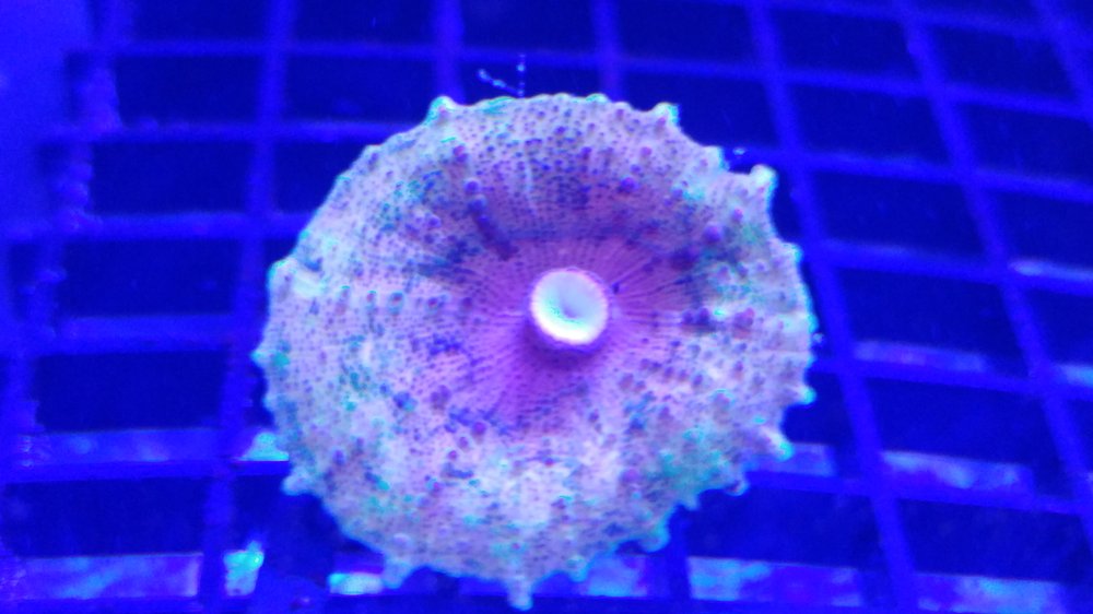 12 Photos 341 Southeast Blvd N, St. Petersburg, Florida Local Fish