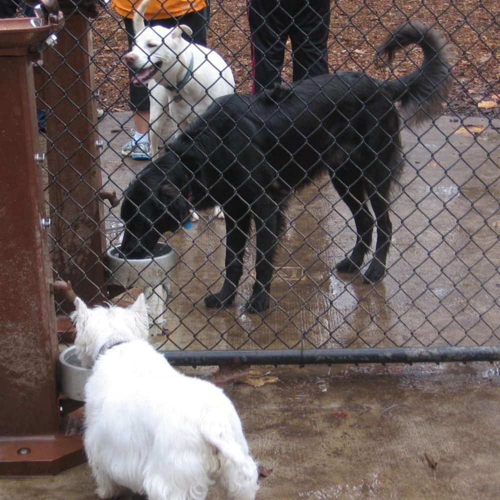 Cabin John Dog Park - Big dogs have their space too. - Dog Parks Near Me - Bethesda, Maryland