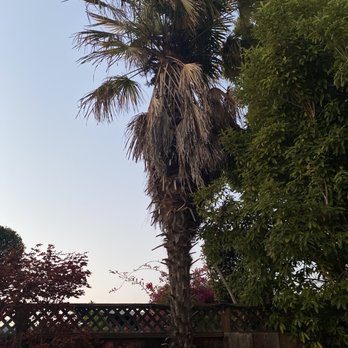 Noriega Tree Services - Before - Tree Services Near Me Noriega Tree Services - Before - Tree Services Near Me