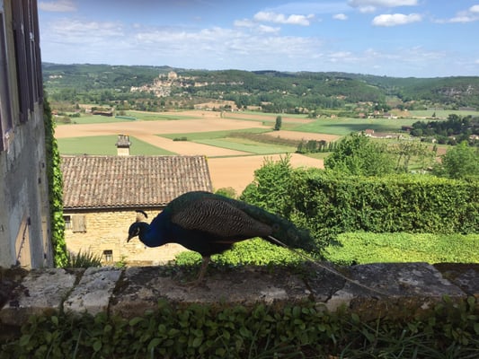 The Marqueyssac Gardens by null