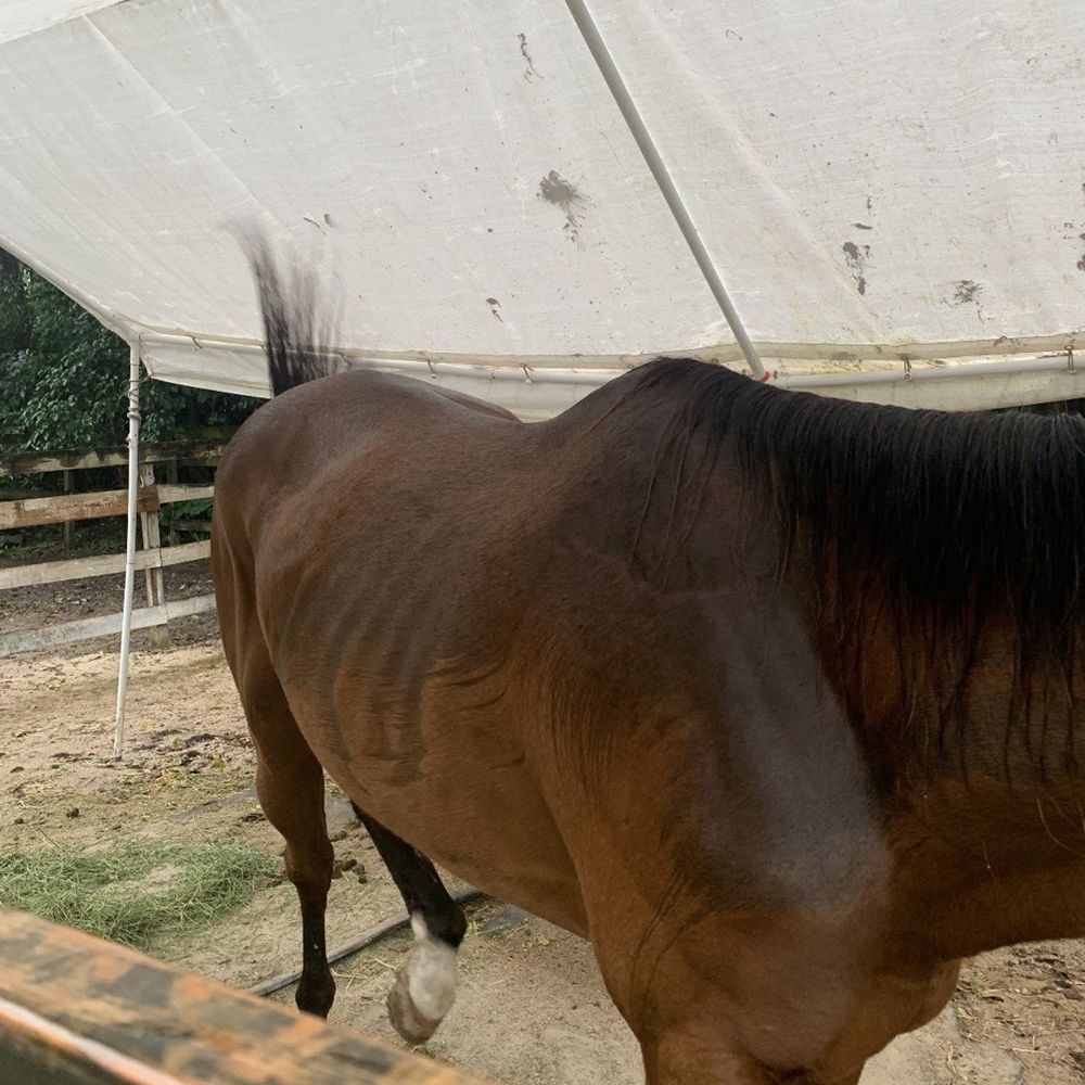 HorseTales Ranch - here's a after pic of my horse being at this barn for months.800 for my horse to look like this - Horse Boarding Near Me - Davie, Florida HorseTales Ranch - here's a after pic of my horse being at this barn for months.800 for my horse to look like this - Horse Boarding Near Me - Davie, Florida
