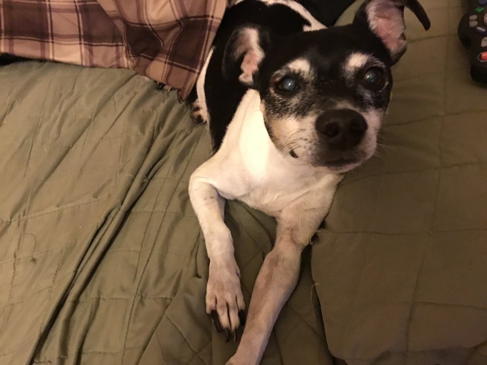 WALL TRIANA ANIMAL HOSPITAL 21 Photos 6966 Wall Triana State Rte