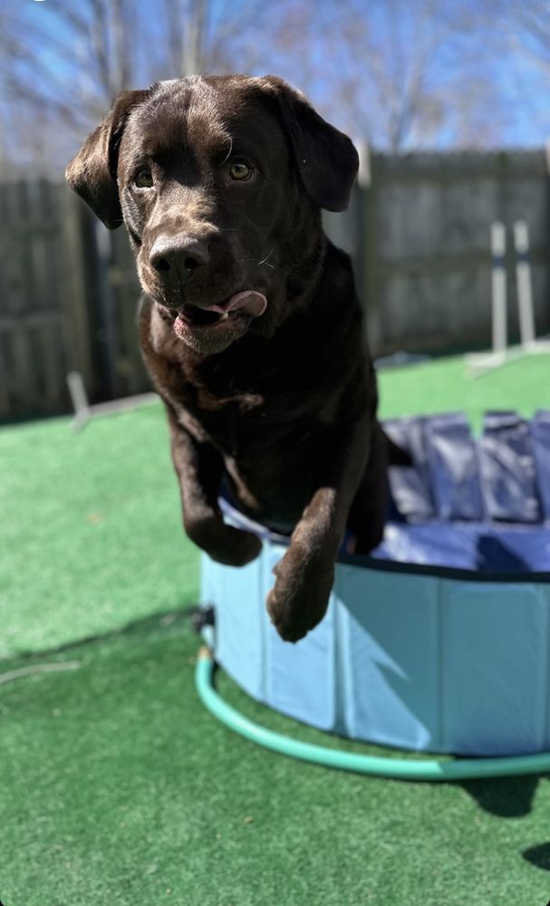 Dogtown Image