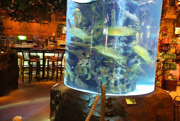 Rainforest Cafe by null