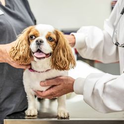 VetIQ Petcare