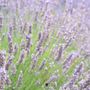 Photo of Columbia View Lavender Farm