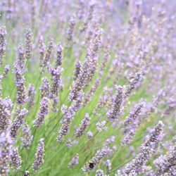 Columbia View Lavender Farm - Lavender