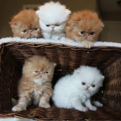 Elizabeth Street Pet Hospital - Chinookwinds Persians depend on Elizabeth Pet hospital for all of their health needs!