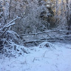 Bryant Woods Nature Park - Lots of downed trees.