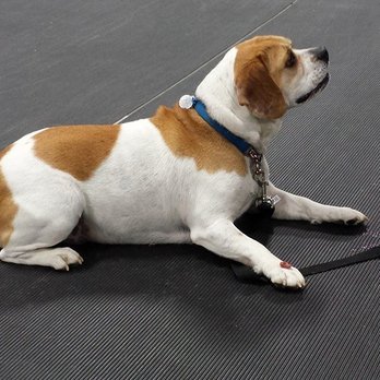Stellar Pets Training & Behavior - Bailey learning impulse control in one of our classes - Pet Training Near Me Stellar Pets Training & Behavior - Bailey learning impulse control in one of our classes - Pet Training Near Me