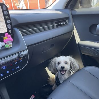 Woori Pet - Sunbee - Pet Groomers Near Me - Los Angeles, California