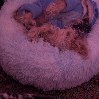 Puppies For Less - Pet Stores Near Me - Las Vegas, Nevada Puppies For Less - Pet Stores Near Me - Las Vegas, Nevada