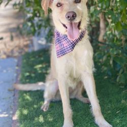 VIDA Rescue