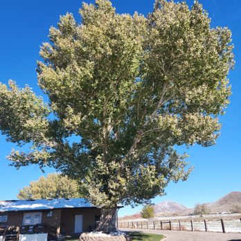 Z'S TREES - Updated December 2025 - 71 Photos - 491 N Brooklyn Rd