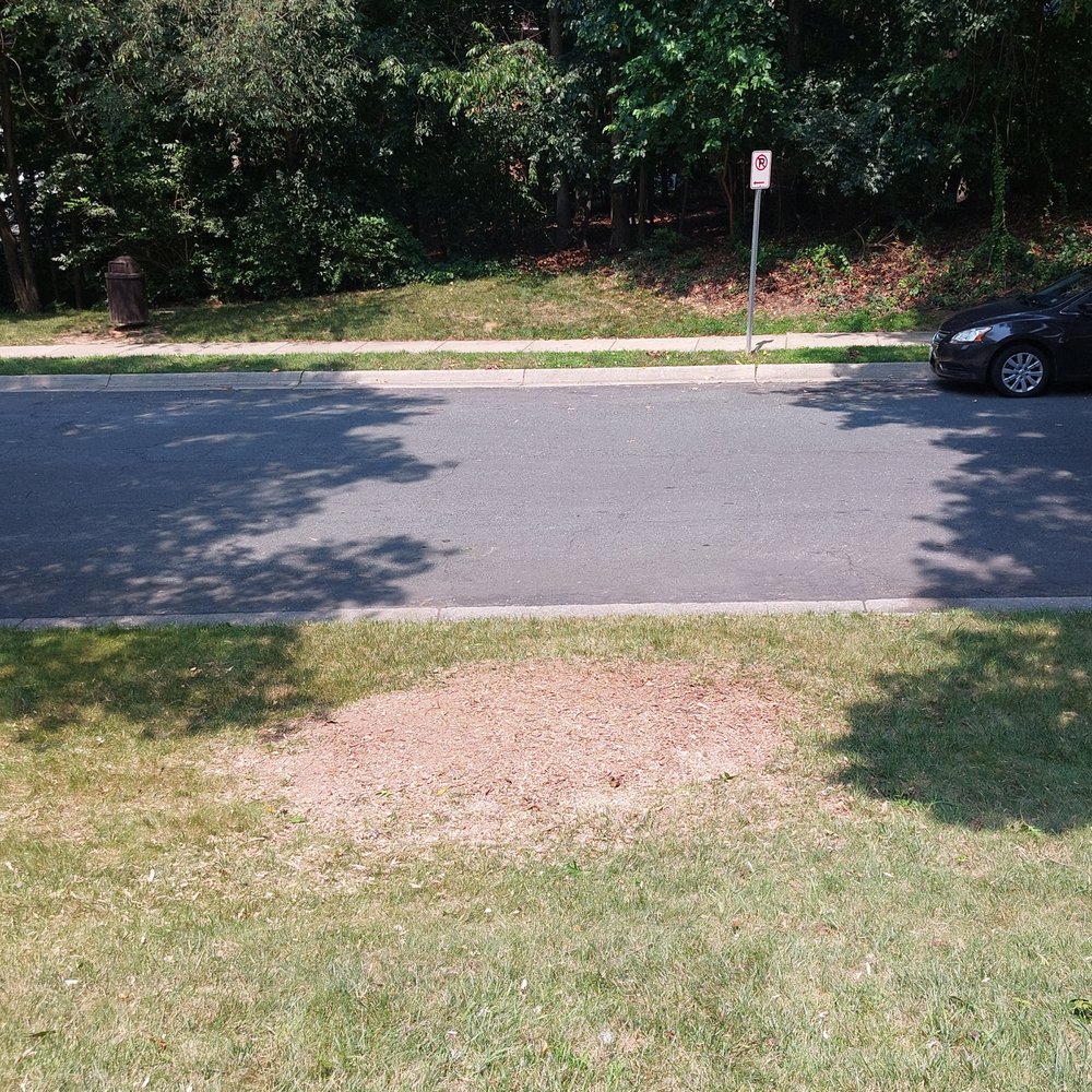 O&O Tree Service - After dead tree removal. - Tree Services Near Me