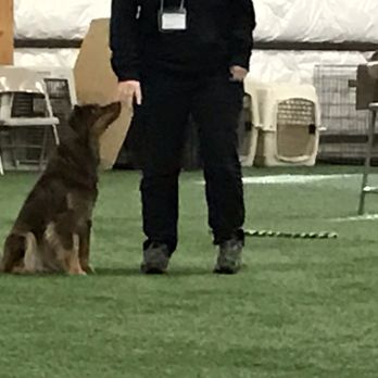 It's A Dog's World - All kinds of awesome classes & workshops are offered here! - Pet Training Near Me - Sumner, Washington It's A Dog's World - All kinds of awesome classes & workshops are offered here! - Pet Training Near Me - Sumner, Washington