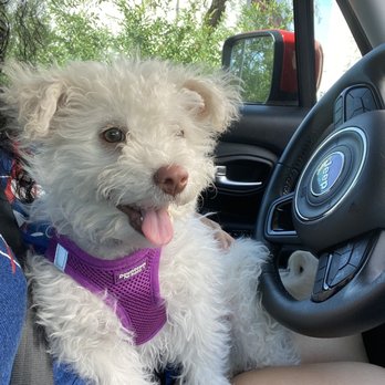 Ahwatukee Commons Veterinary Hospital - Evie - Veterinarians Near Me - Phoenix, Arizona