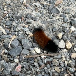Mount Talbert Nature Park - Fuzzy little trail hiker