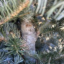 US National Whitewater Center - Cinara Aphid infestation