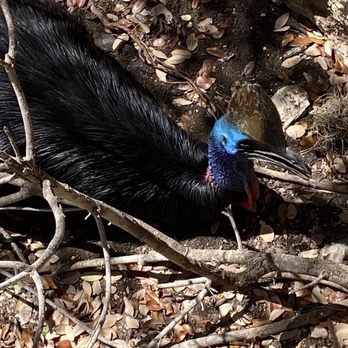 San Antonio Zoo - Curassow - Zoos Near Me - San Antonio, Texas