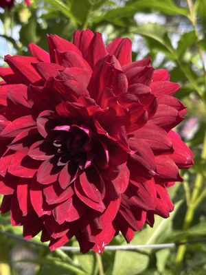 Halifax Public Gardens by null