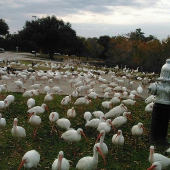 Lafreniere Park - Ducks, birds and geese wanting to be fed. - Parks Near Me - Metairie, Louisiana