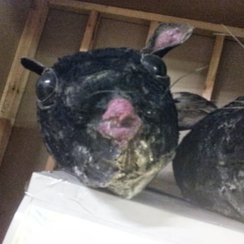 Nexus Art Cafe - Further examples of rat heads. - Venues & Event Spaces Near Me - Manchester, XGM Nexus Art Cafe - Further examples of rat heads. - Venues & Event Spaces Near Me - Manchester, XGM