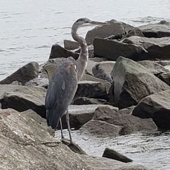 Breezy Point Beach and Campgrounds - Beautiful creature - Beaches Near Me - Chesapeake Beach, Maryland