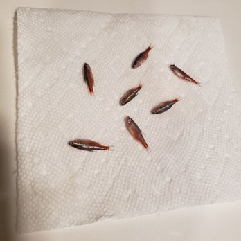 LiveAquaria - Dead Cardinal tetras - Pet Stores Near Me - Rhinelander, Wisconsin LiveAquaria - Dead Cardinal tetras - Pet Stores Near Me - Rhinelander, Wisconsin