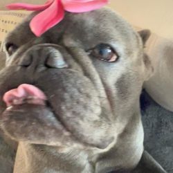 Kaua'i North Shore Animal Clinic - Happy Oscar!