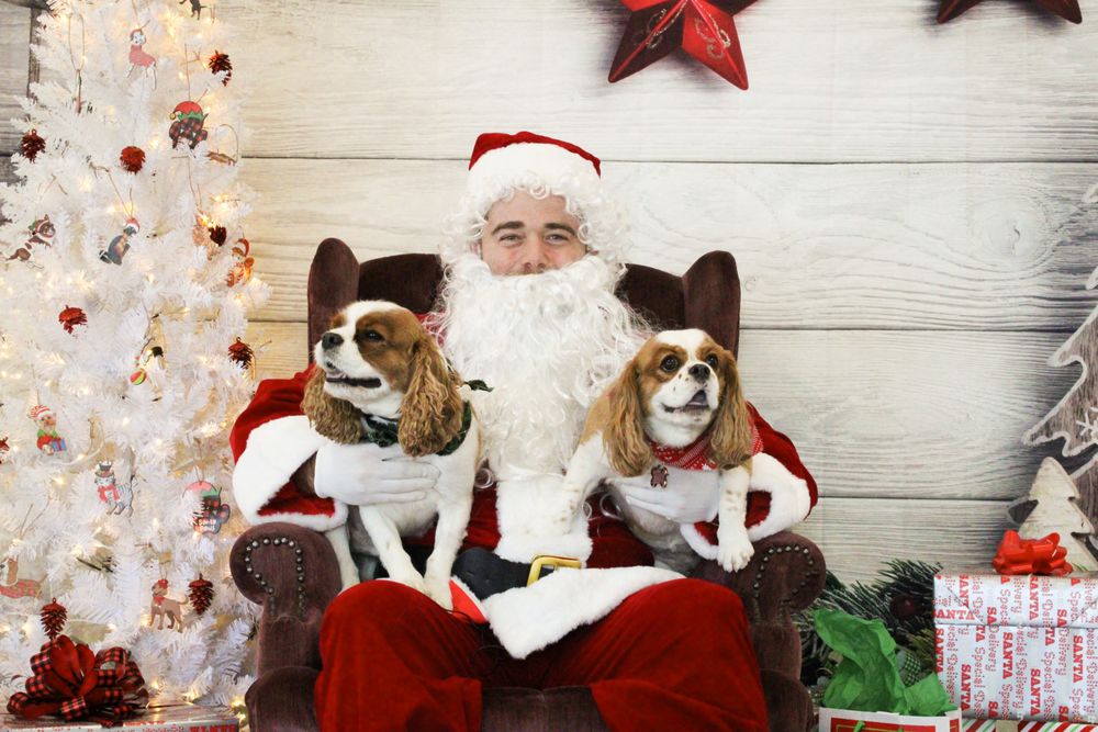 Uptown BARK Image