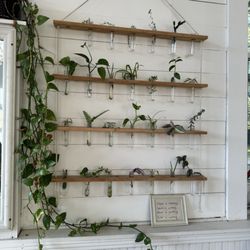 Bold Wind Coffee Bar - Plant clippings