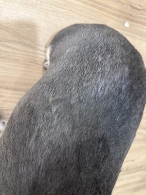 Beaumont Animal Care