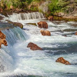 Alaska Air Service - Visit world famous Brooks fall in Katmai National Park to watch bear catching fish with Alaska Air Serrvice, flyakair.com.